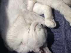 -喵的天空名猫咖啡馆·撸猫·猫舍·用品