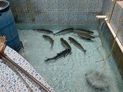 -鱼神·脆肉鲩 全鱼宴(西乡店)