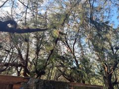 -北海金海湾红树林生态旅游区