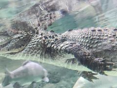 -上海海洋水族馆