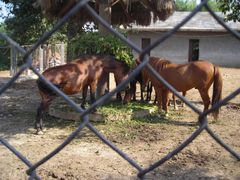 -石家庄市动物园