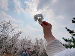 -樱花山风景区