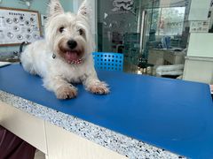 -瑞派申生动物医院·24H夜诊·国际动物医疗中心·骨外科(吴中路店)