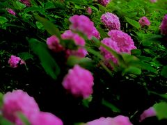 -万柳高尔夫俱乐部