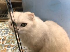 -more than meow吴止猫主题餐厅(承德 中船汇店)