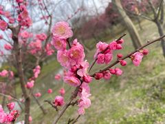 -花开海上生态园