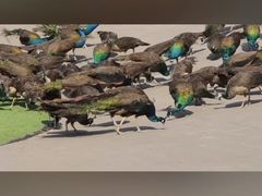 -西双版纳原始森林公园