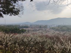 -香雪海