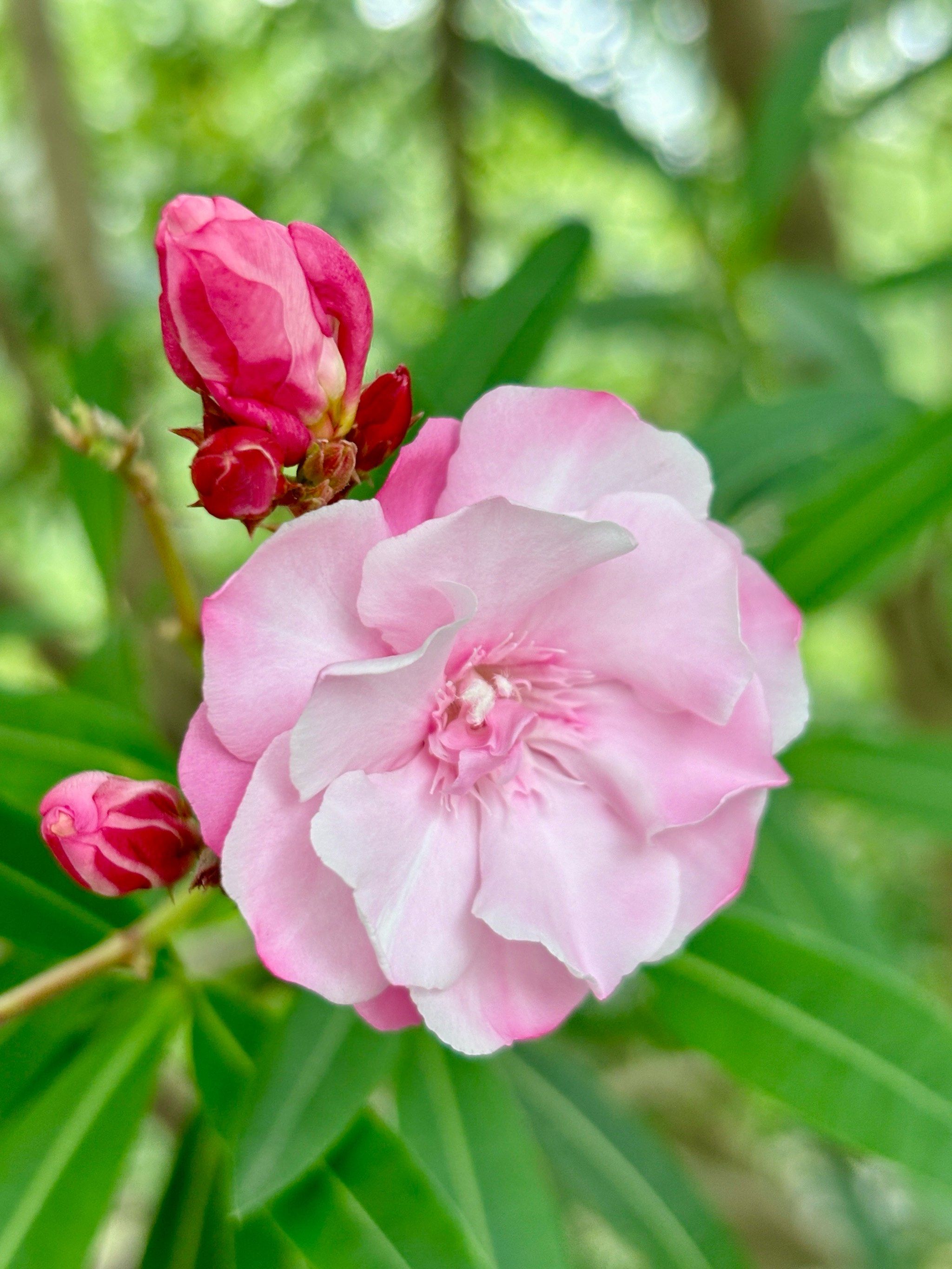 盛开花朵的美景