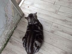 image-海边的猫和咖啡馆