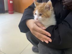 -宠福鑫动物医院(城北分院)