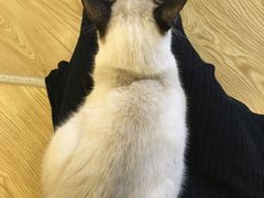 -萌喵咖啡屋(人民东路4号口M16商铺店)