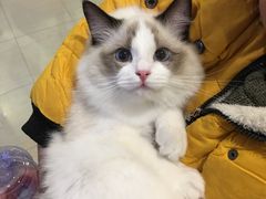 公主抱-Bastet sally猫舍购宠(静安店)