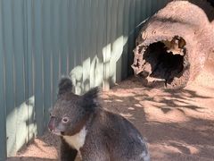 -费瑟代尔野生动物园