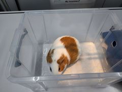 -爱侣宠医·鹦鹉专科·小型哺乳类·异宠专科(灵石路店)