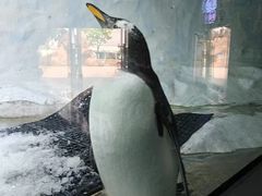 -海合安成都极地海洋公园