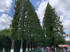 -黄海国家森林公园