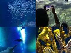 -珠海长隆海洋王国