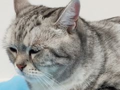 -纳吉亚猫专科动物诊疗中心(蒋宅口分院)
