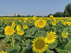 -汉长安城未央宫国家考古遗址公园