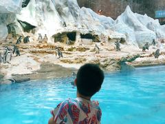 -帝企鹅自助餐厅•儿童岛•真企鹅(长隆企鹅酒店)