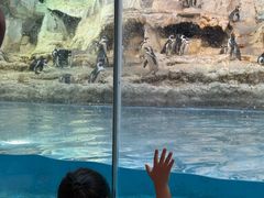 -帝企鹅自助餐厅•儿童岛•真企鹅(长隆企鹅酒店)