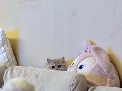 -猫十亿·布偶金渐层·曼基康矮脚猫舍(青年路店)
