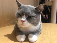 -CAT’S MEWSTAR CAFE·喵星球猫屋(晴湾咖啡店)