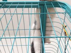 -喵zoo家庭繁育猫舍(尖东智能花园店)