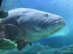 -悉尼海洋生物水族馆