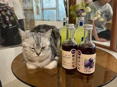 -共舞时光猫咖·狗咖(新街口店)