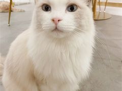 -飞行喵MR PILOT|猫舍·猫咖(静安大融城店)