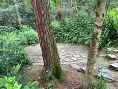 -铁山坪森林公园