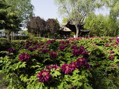 -石家庄市植物园