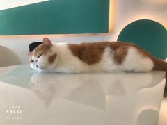 -飞行喵MR PILOT|猫舍·猫咖(静安大融城店)