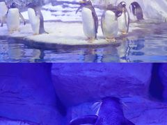 -海合安青岛极地海洋公园