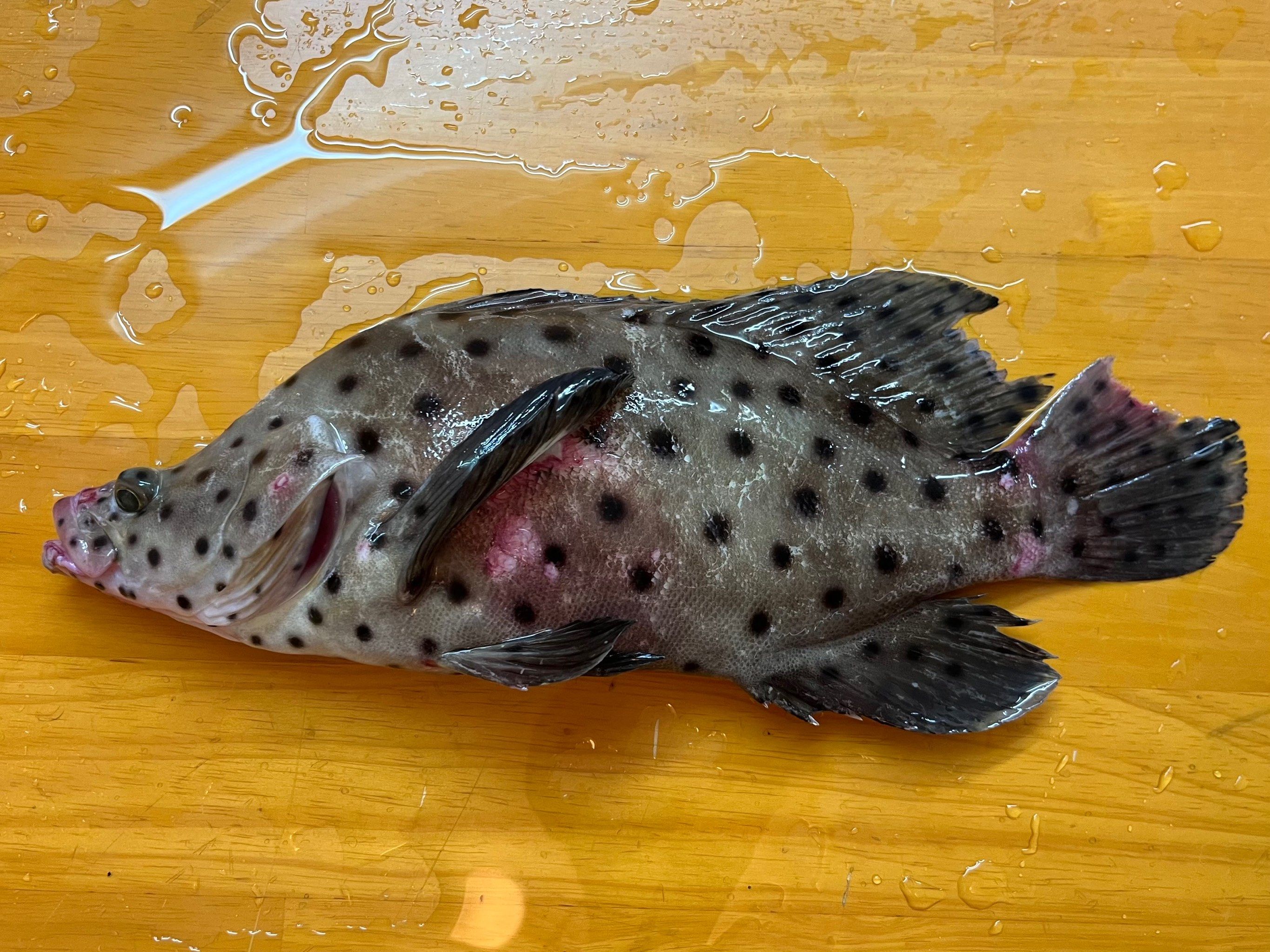 清蒸野生老鼠斑9995