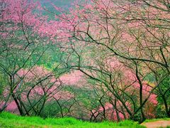 -新建村梅花