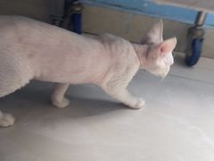 -瑞派福兴宠物医院犬猫全科·骨科·中西医结合(河东店)