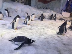 -芜湖新华联大白鲸海洋公园