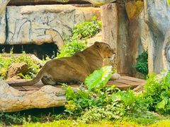 -海南热带野生动植物园