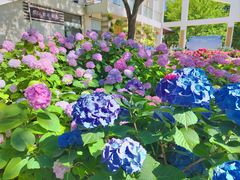 -上海滨江森林公园