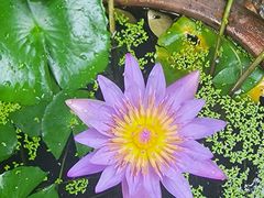 -汝萍传统蘸水菜(春华路总店)