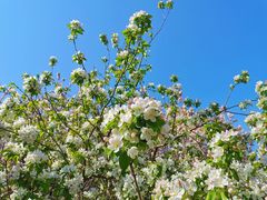 -海棠花溪(元大都城垣遗址公园)