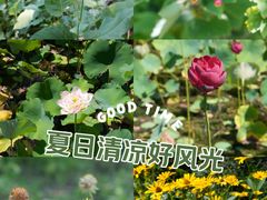 -翠湖国家城市湿地公园