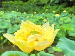 -广州莲花山旅游区