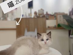 -喵zoo家庭繁育猫舍(尖东智能花园店)