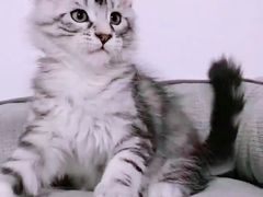 -十年猫舍·猫咪专门店(普陀店)