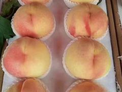 -南汇新场正宗水蜜桃采摘