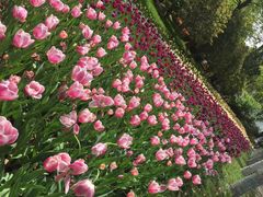 -上海鲜花港